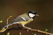 Great tit